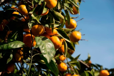 Урожай мандаринов в Галском районе составит примерно 1,5 тысячи тонн